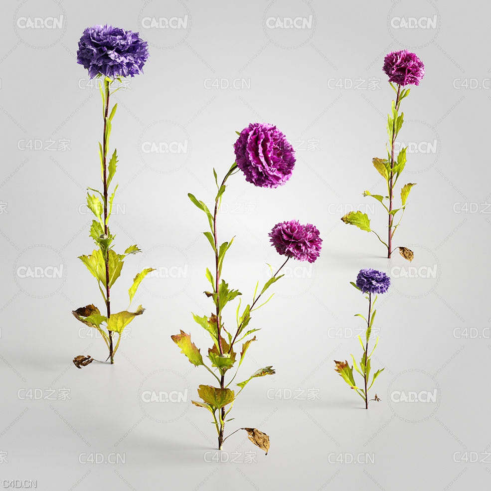 翠菊江西腊七月菊格桑花C4D模型 Aster 3d model