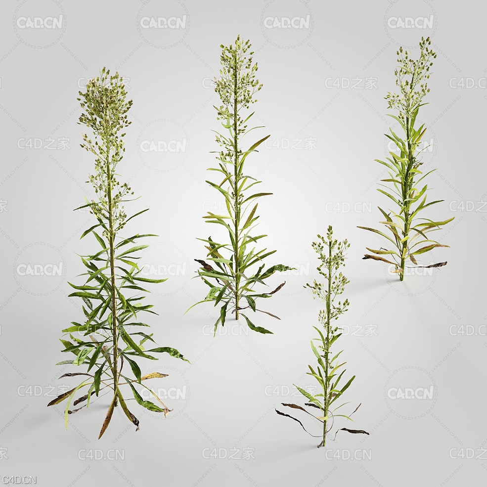 小蓬草小飞蓬加拿大蓬小白酒草蒿草C4D模型 Conyza 3d model - C4D之家 - 09.jpg