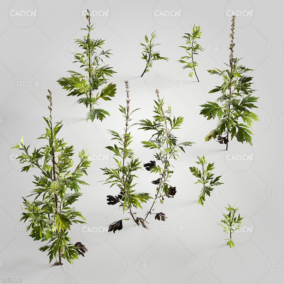 艾蒿艾草蒿草C4D模型 Artemisia 3d model