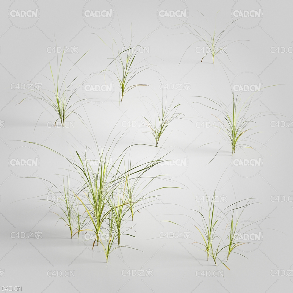 鸭茅草C4D模型 Dactylis 3d model - C4D之家 - 55.jpg