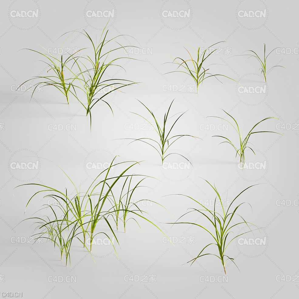 杂草野草鸭茅草C4D模型 Dactylis 3d model - C4D之家 - 12.jpg