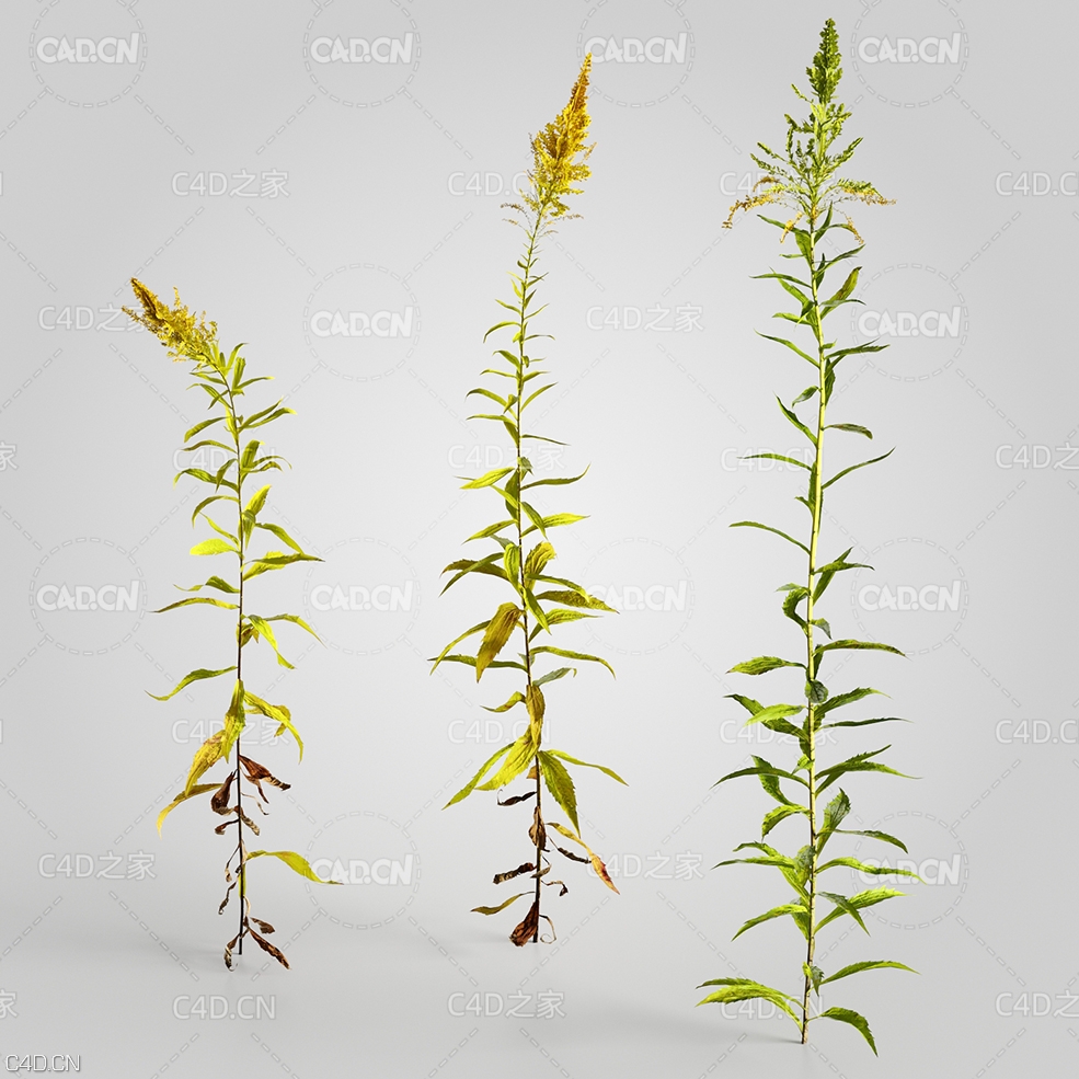 秋麒麟花秋麒麟草C4D模型 Solidago 3d model - C4D之家 - 13.jpg