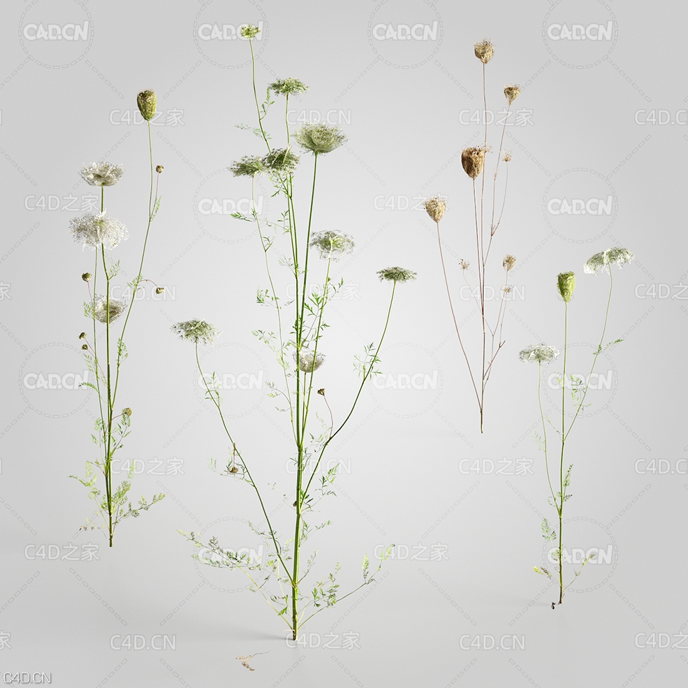 野胡萝卜花C4D模型 Daucus 3d model - C4D之家 - 14.jpg