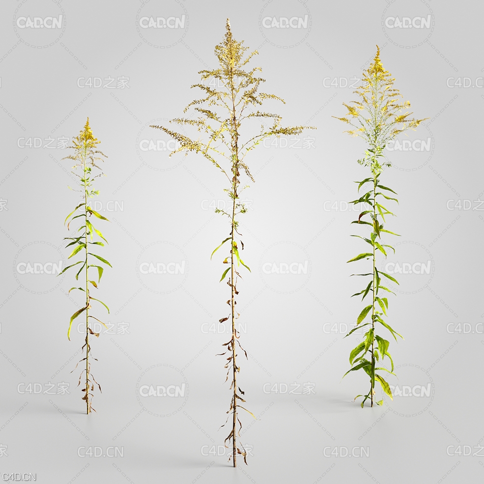 一枝黄花C4D模型 Solidago 3d model