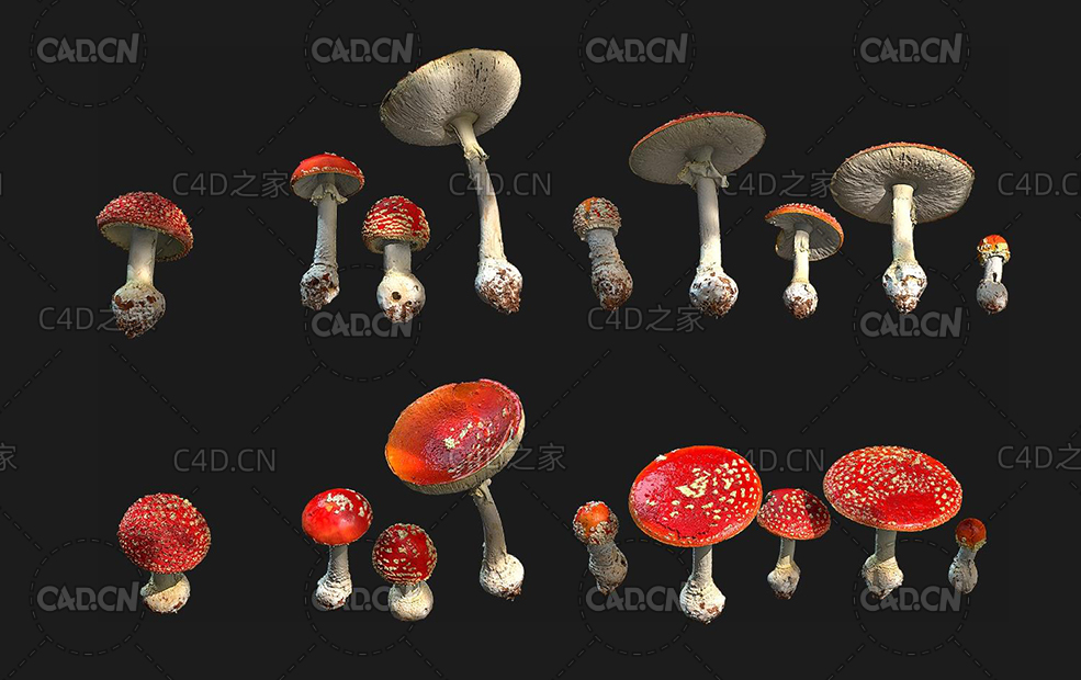 红蘑菇毒蝇鹅膏菌C4D模型 Amanita muscaria 3d model - C4D之家 - 20190901184816_15310.jpg
