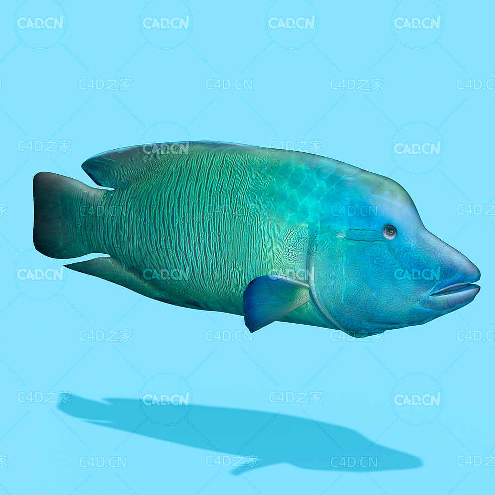 海洋鱼波纹唇鱼C4D绑定模型 napoleon fish
