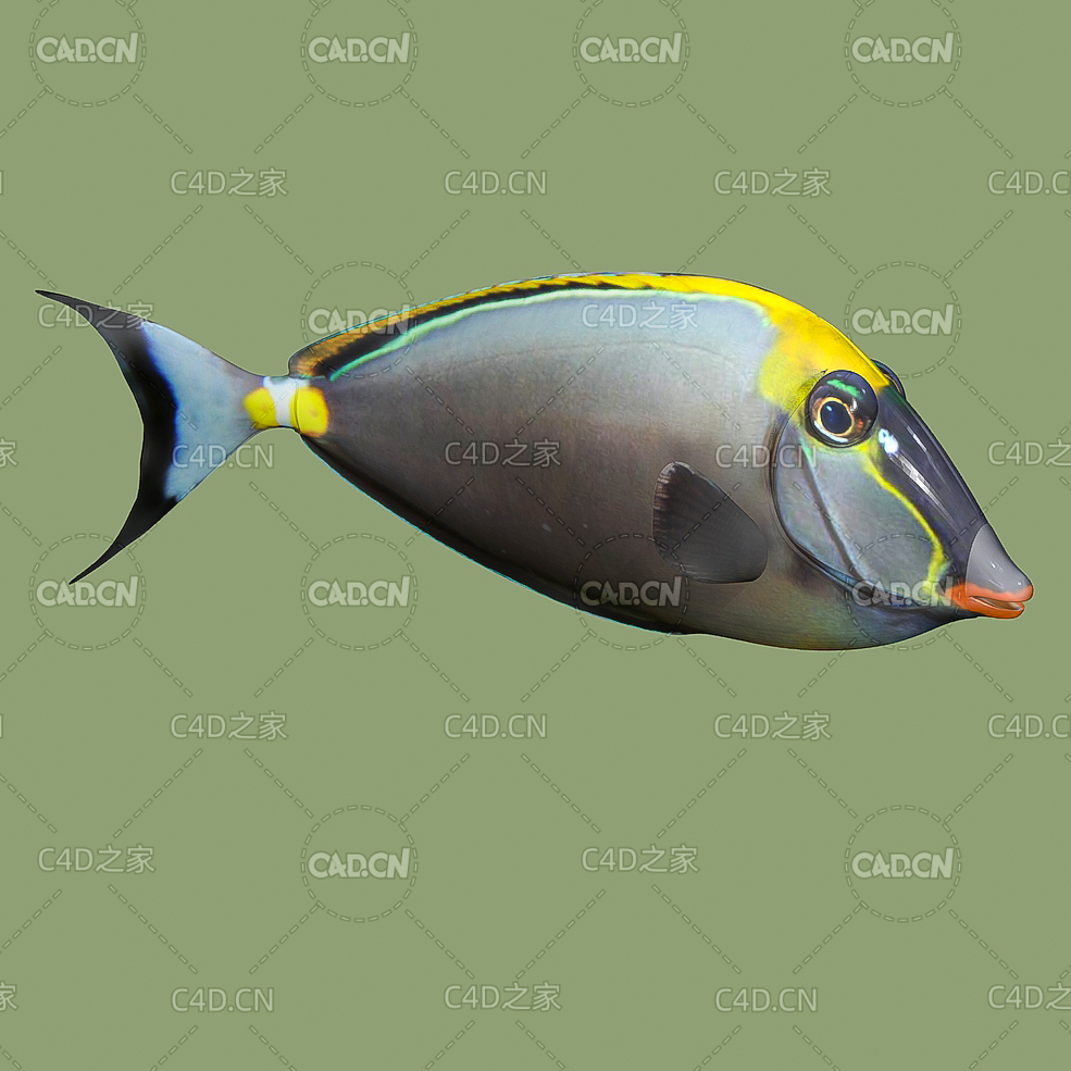 深海鱼海洋鱼黑背鼻鱼C4D绑定动画模型 orangespine unicornfish - C4D之家 - YU03-orangespine_unicornfish.jpg