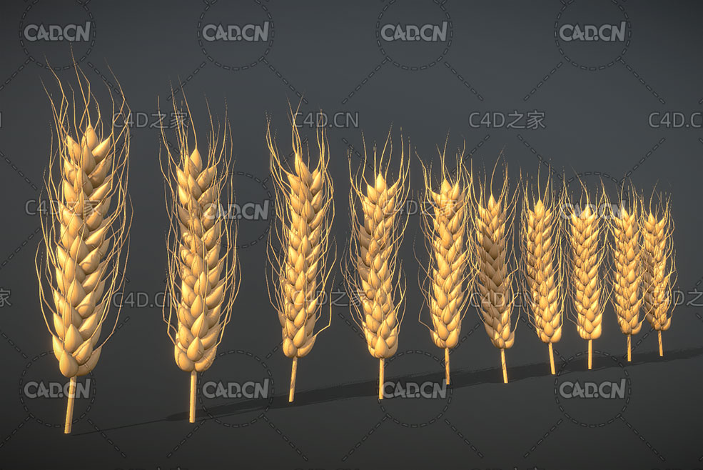 10朵小麦麦穗C4D模型 Wheat ears 3d model - C4D之家 - 68.jpg
