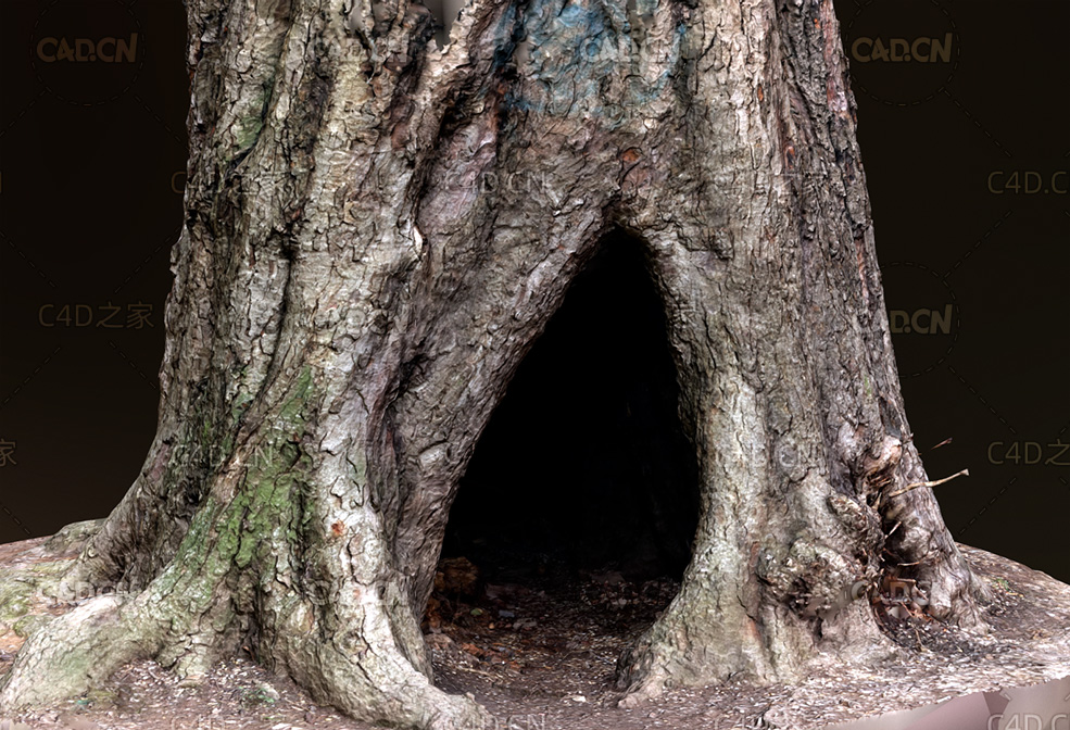 树根树洞3D扫描模型 Tree hole c4d model