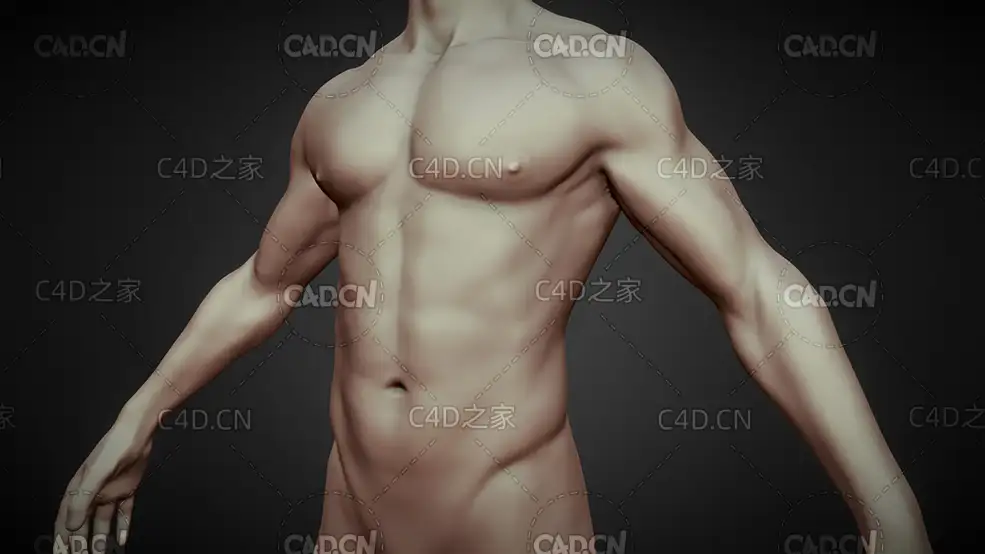 肌肉男性身体C4D模型 Male body