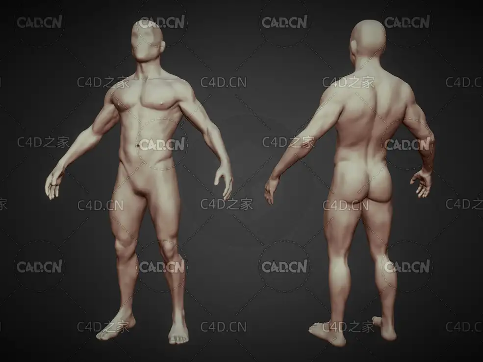肌肉男性身体C4D模型 Male body - C4D之家 - 23-2.jpg