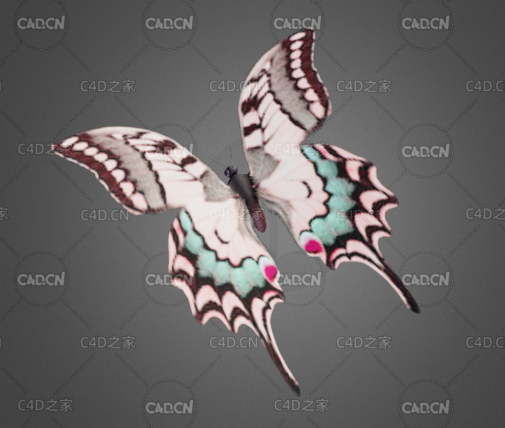 低面蝴蝶飞行动画C4D模型 butterfly