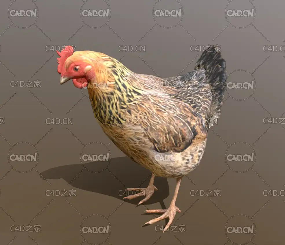 自然放养的鸡土鸡老母鸡绑定动画C4D模型 Chicken