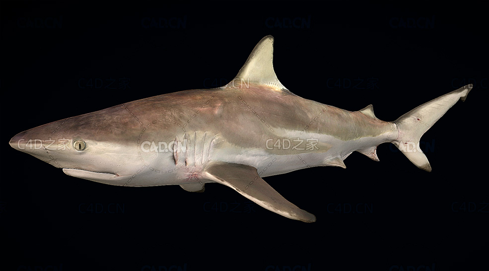 鲨鱼动画C4D模型 shark 3d model - C4D之家 - 03.jpg