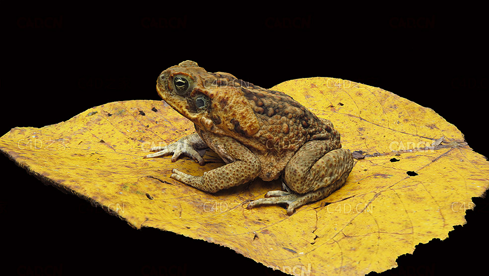 金黄落叶上的癞蛤蟆蟾蜍C4D模型 toad 3d model