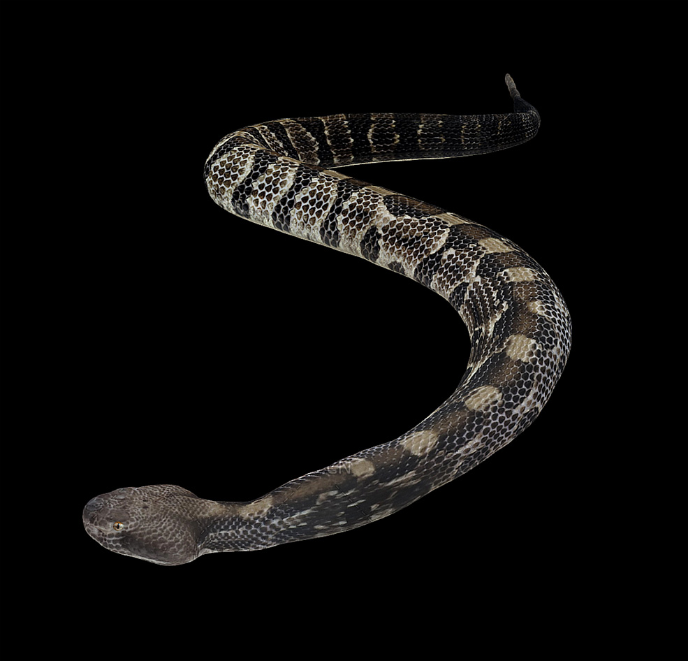 毒蛇响尾蛇C4D模型 rattlesnake 3d model