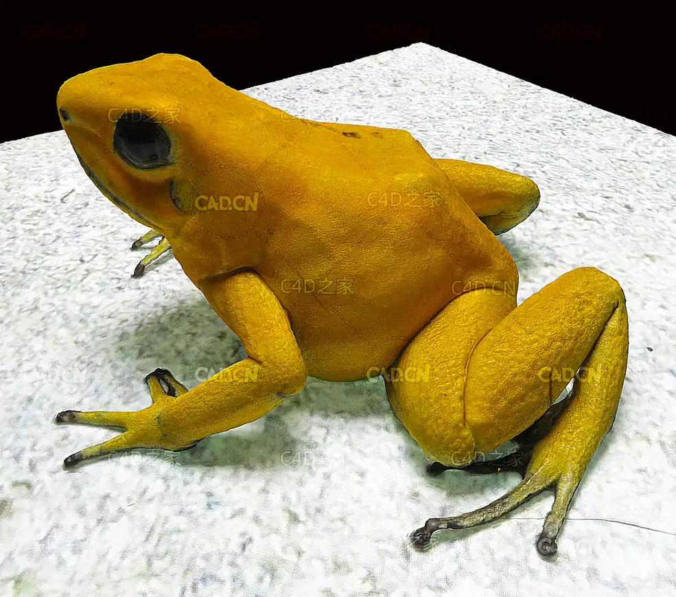 黄金蛙金色箭毒蛙金毒蛙青蛙C4D模型 poisondartfrog 3d model - C4D之家 - 04.jpg