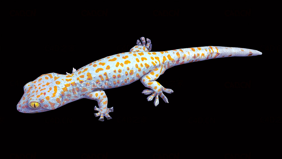 大壁虎金色斑点壁虎爬行动画C4D模型 Gekko 3d model
