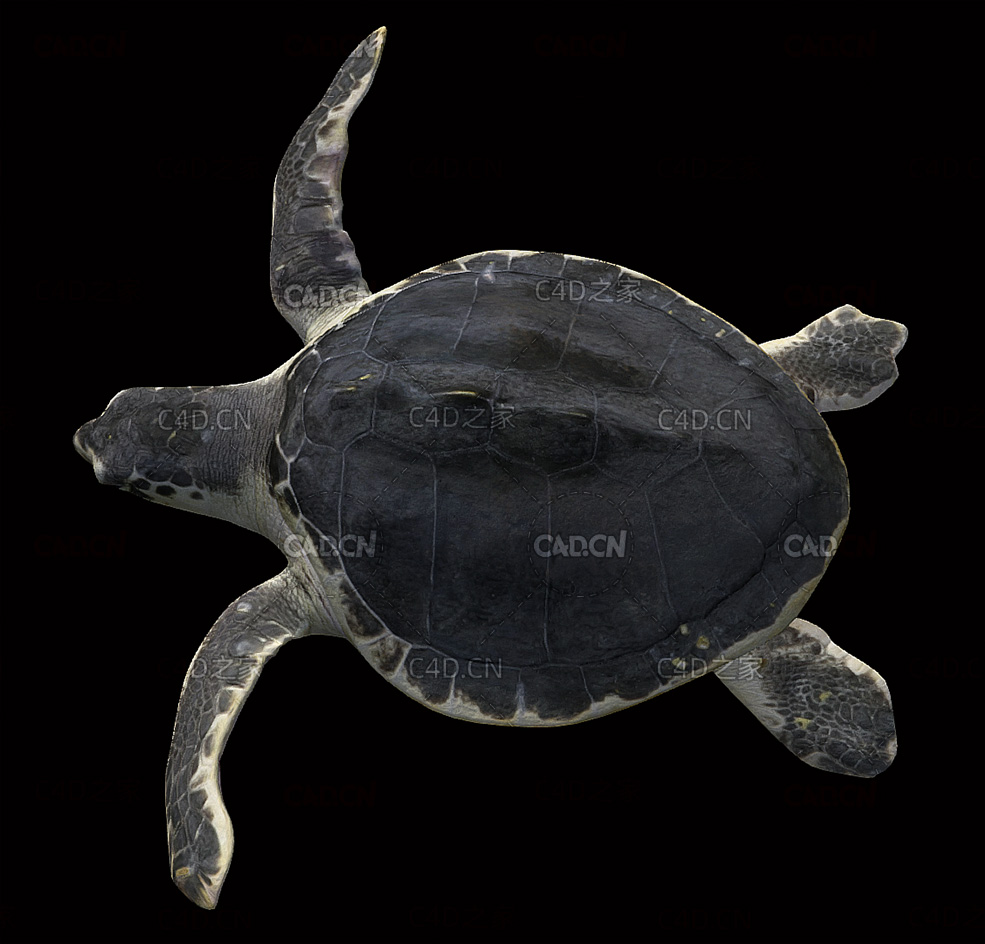 C4D玳瑁海龟动画模型 Kemp’s Ridley Turtle 3d model - C4D之家 - 07.jpg