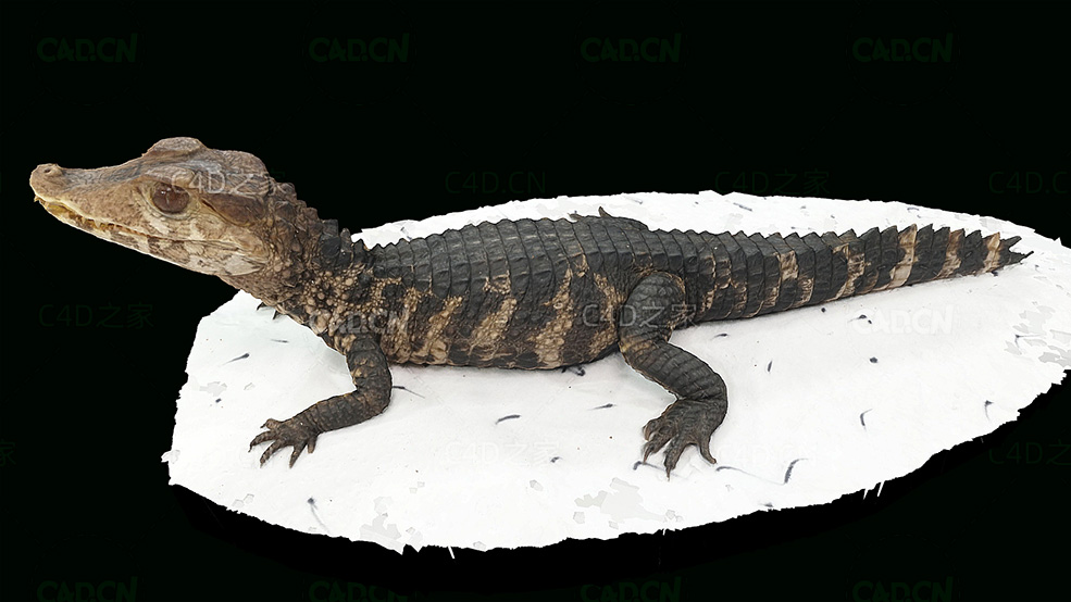 短吻鳄凯门鳄鱼3D扫描模型 alligator 3d model - C4D之家 - 06.jpg