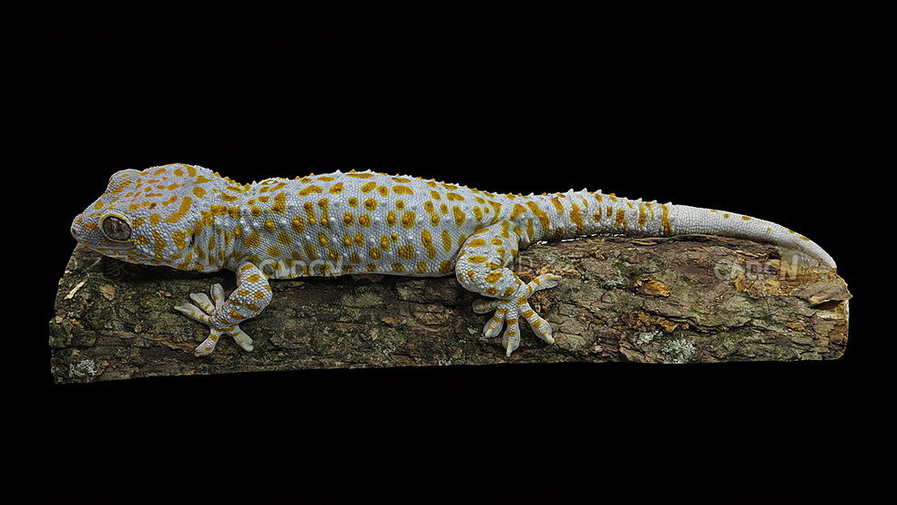 爬在树木上的蛤蚧壁虎C4D模型 Gekko gekko 3d model - C4D之家 - 08.jpg