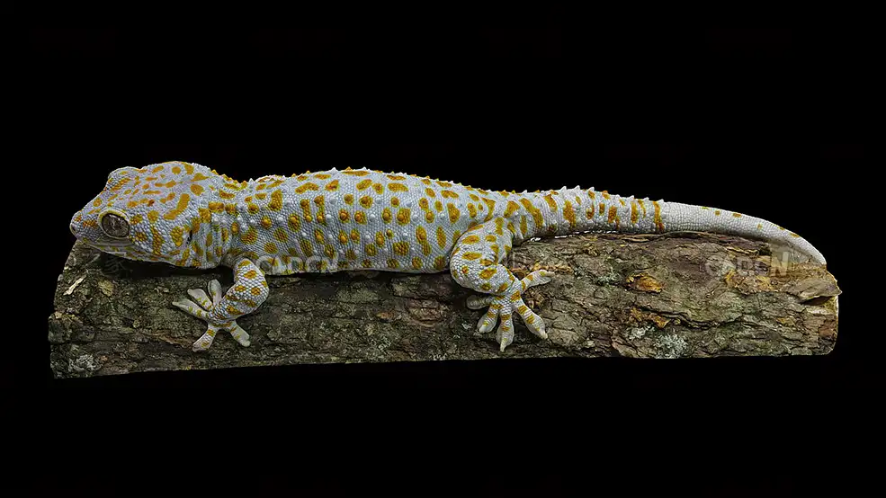 爬在树木上的蛤蚧壁虎C4D模型 Gekko gekko 3d model