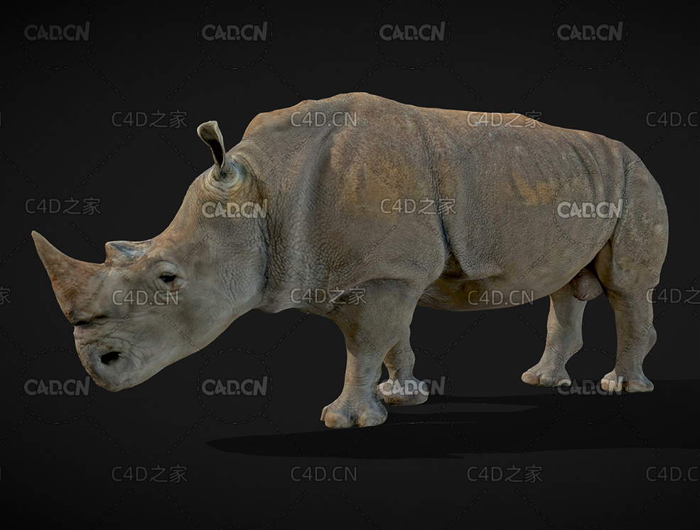 野生动物成年公犀牛C4D模型 rhinoceros 3d model - C4D之家 - 09.jpg