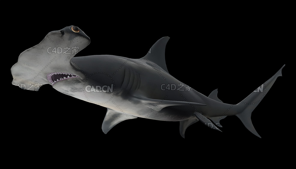 双髻鲨大锤头鲨鱼游泳动画C4D模型 sphyrnidae 3d model