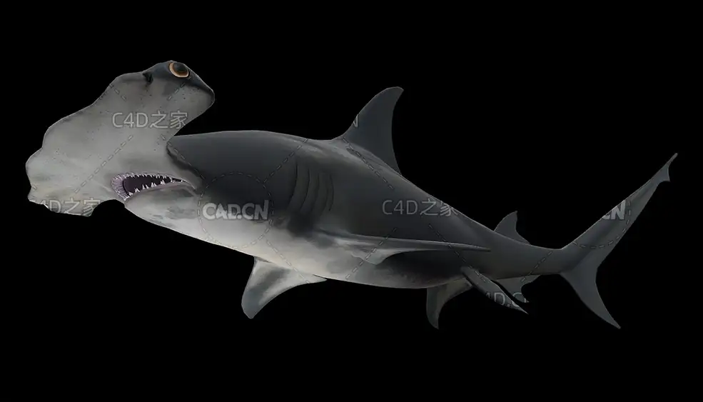 双髻鲨大锤头鲨鱼游泳动画C4D模型 sphyrnidae 3d model
