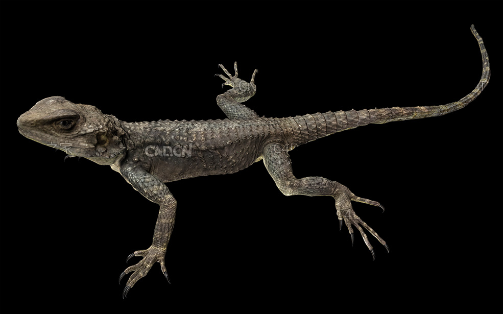 蜥蜴C4D模型 Lizard 3d model