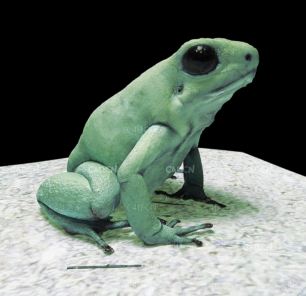 绿色青蛙3D扫描模型 frog 3d model