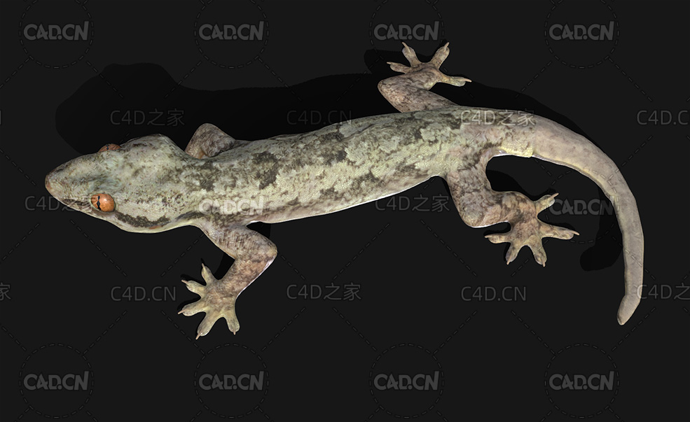 壁虎四脚蛇C4D模型 Gekko 3d model