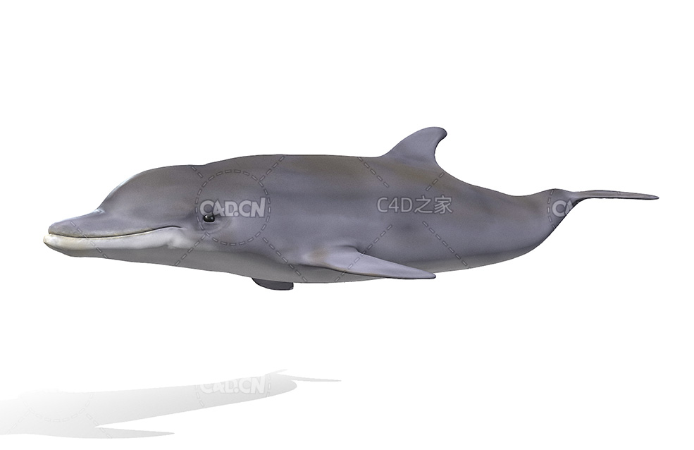 东方宽吻海豚游泳动画C4D模型 dolphin 3d model - C4D之家 - 15.jpg