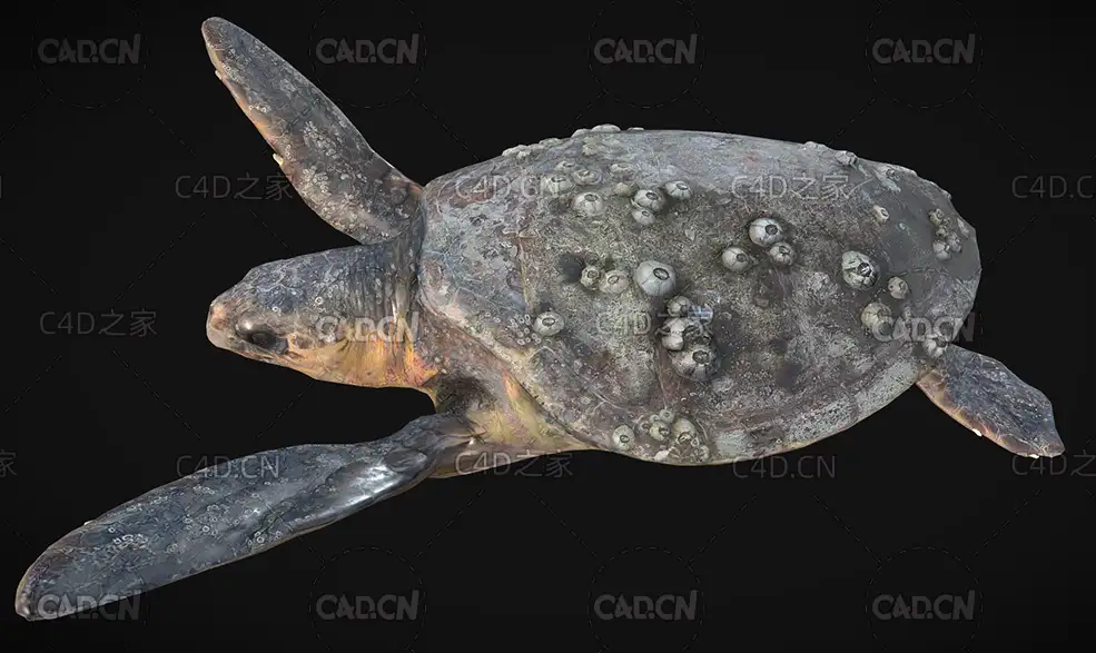 玳瑁海龟动画C4D模型 Eretmochelys imbricata 3d model
