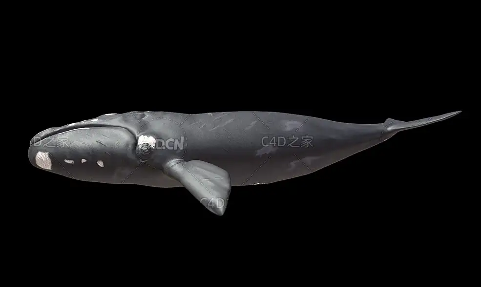 蓝鲸座头鲸C4D动画模型 Humpback whales