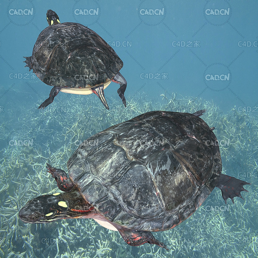 黄斑侧颈龟绑定动画C4D模型 Podocnemis unifilis