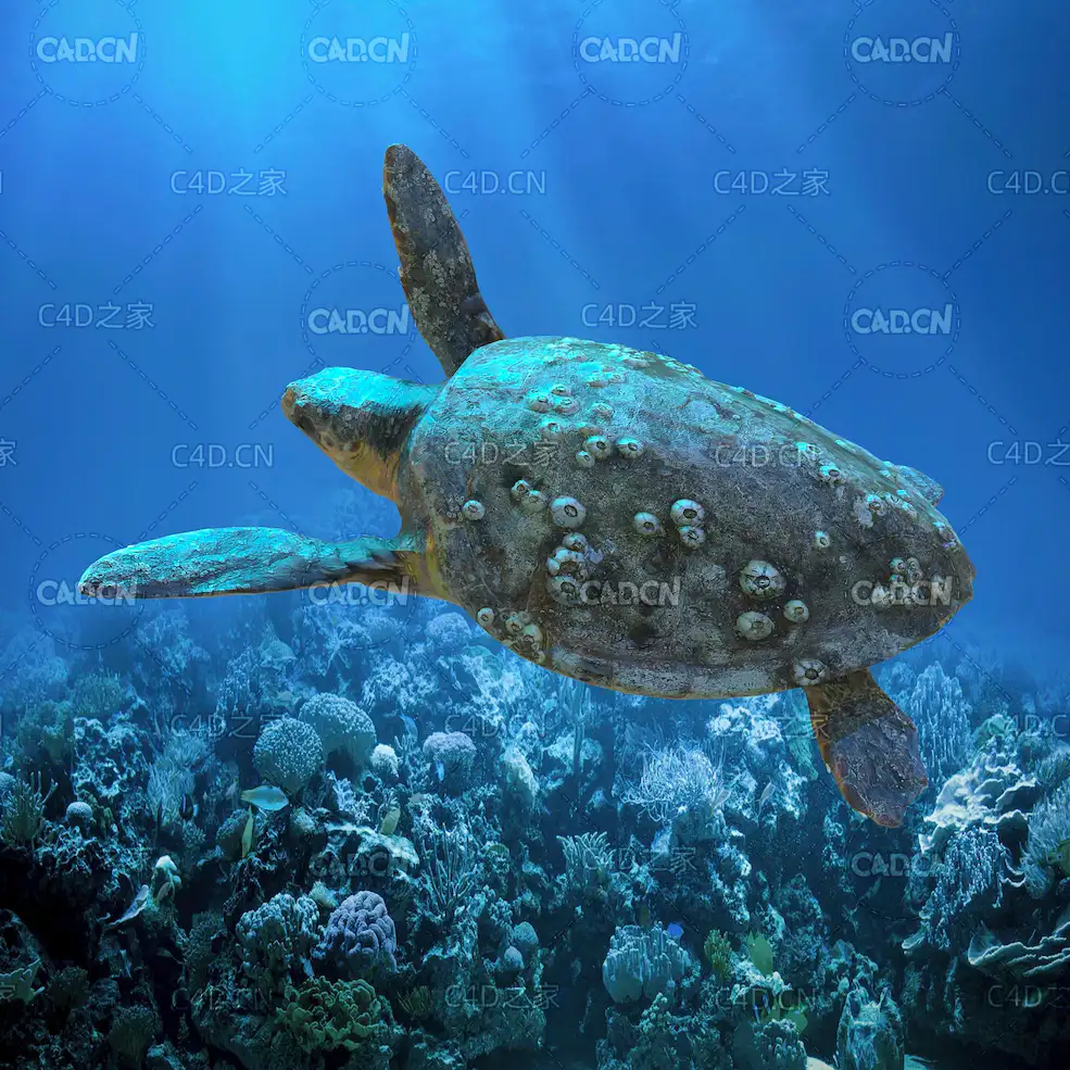 海龟绑定动画C4D模型 Sea turtle
