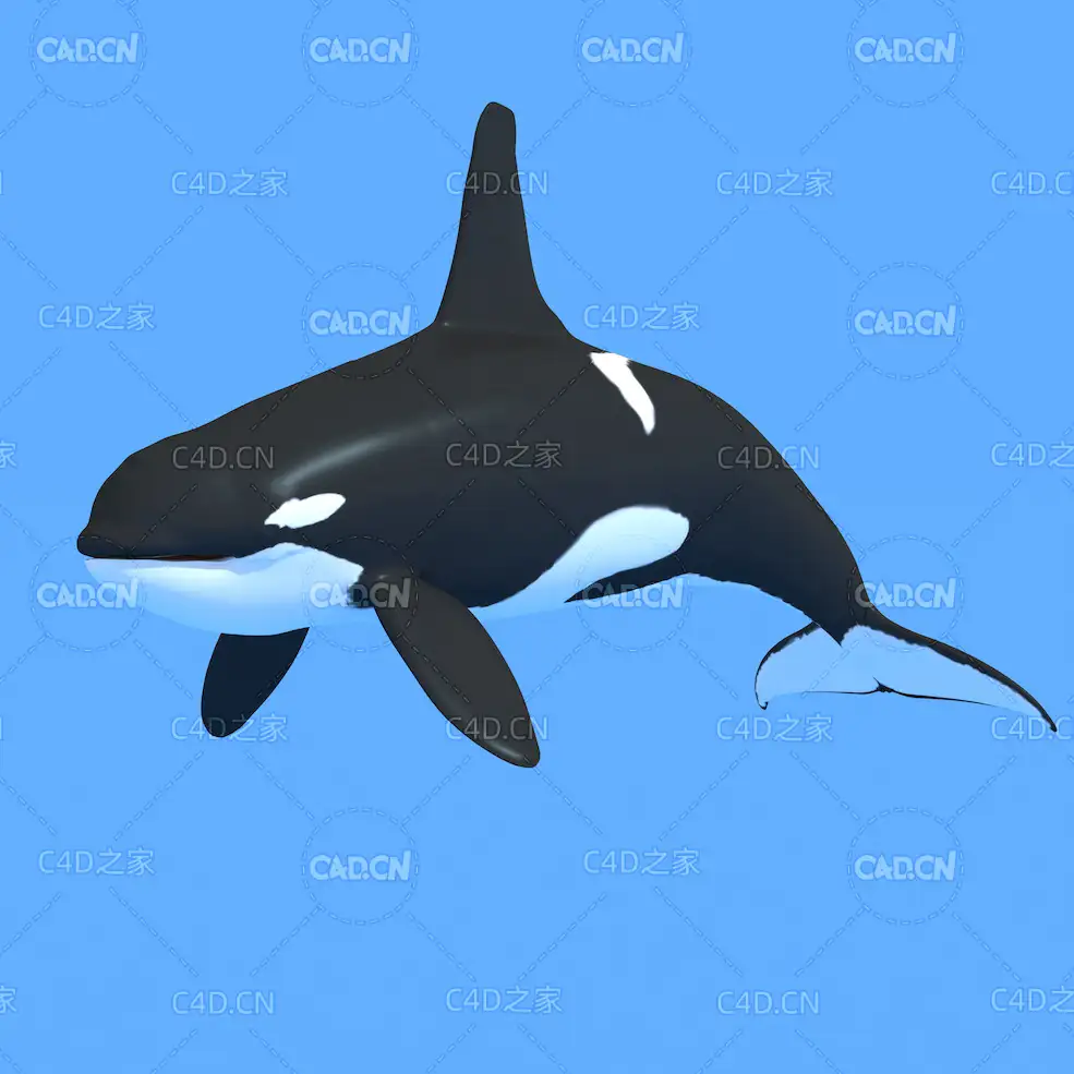 大型海洋动物鲸鱼模型逆戟鲸虎鲸杀人鲸C4D绑定动画模型 Orcinus orca c4d