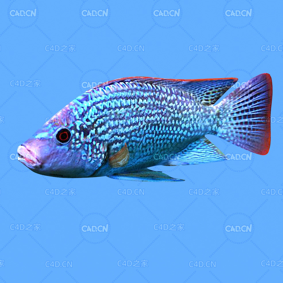 海洋鱼类尼罗罗非鱼C4D绑定动画模型 oreochromis c4d model - C4D之家 - 05.jpg