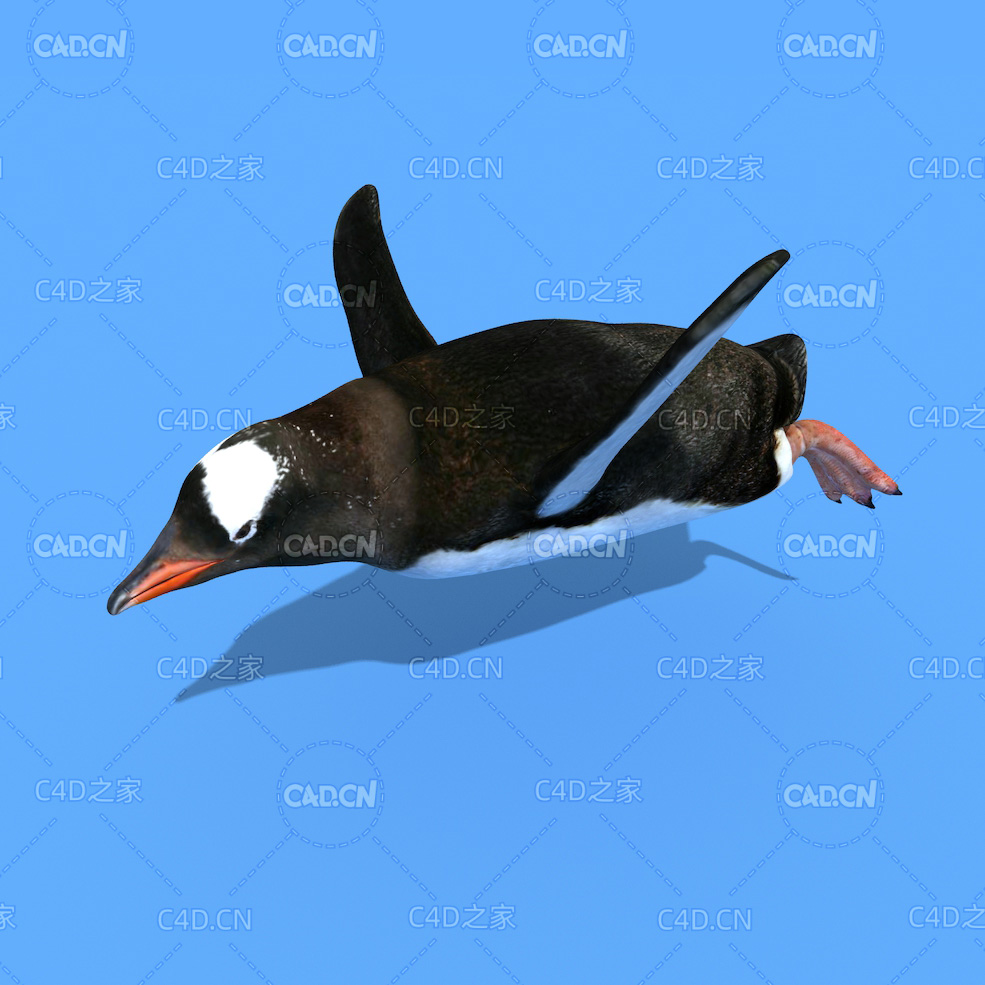 飞翔的企鹅C4D动画模型 penguin c4d model