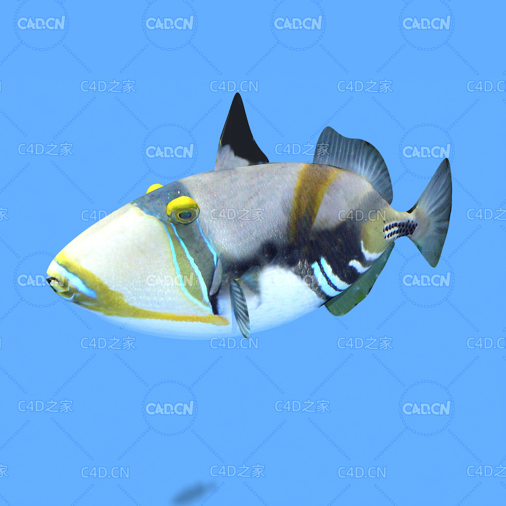 毕加索扳机鱼比加索扳机鲀C4D动画模型 picasso triggerfish c4d model