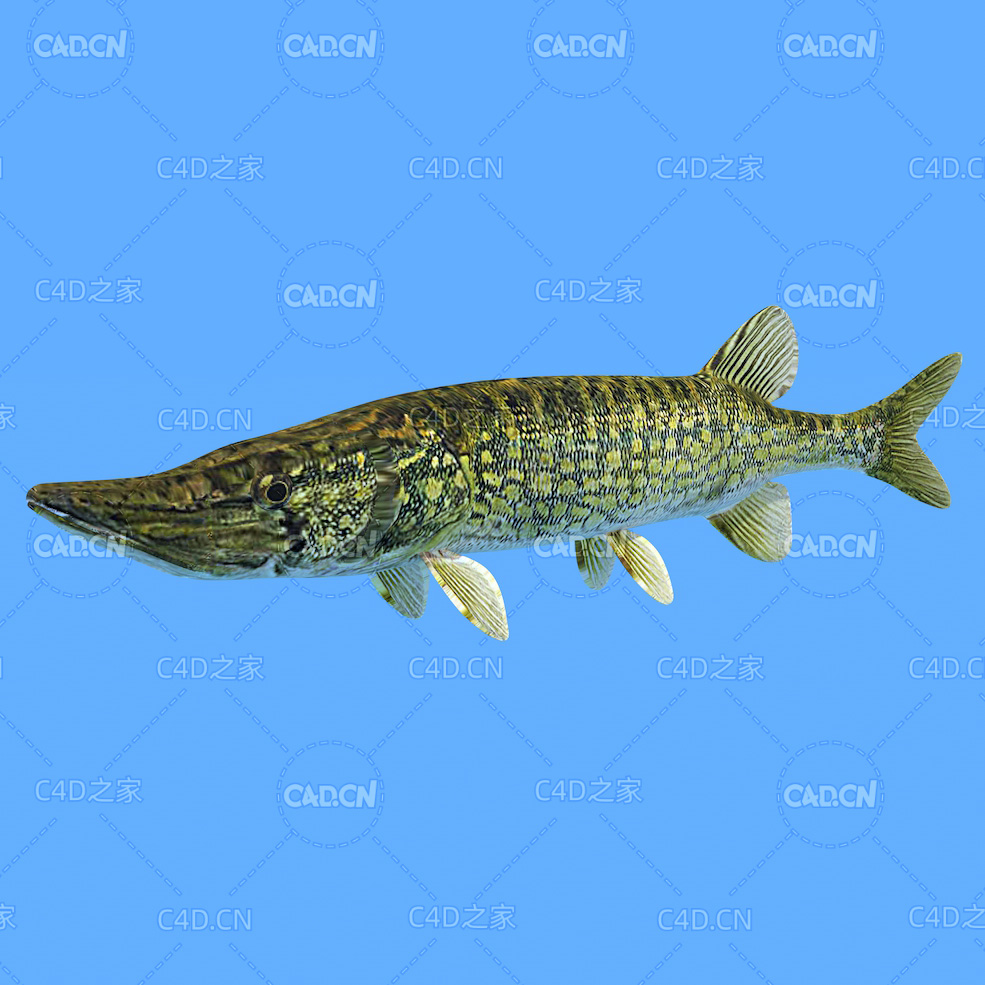 梭子鱼C4D动画模型 pike c4d model - C4D之家 - 09.jpg