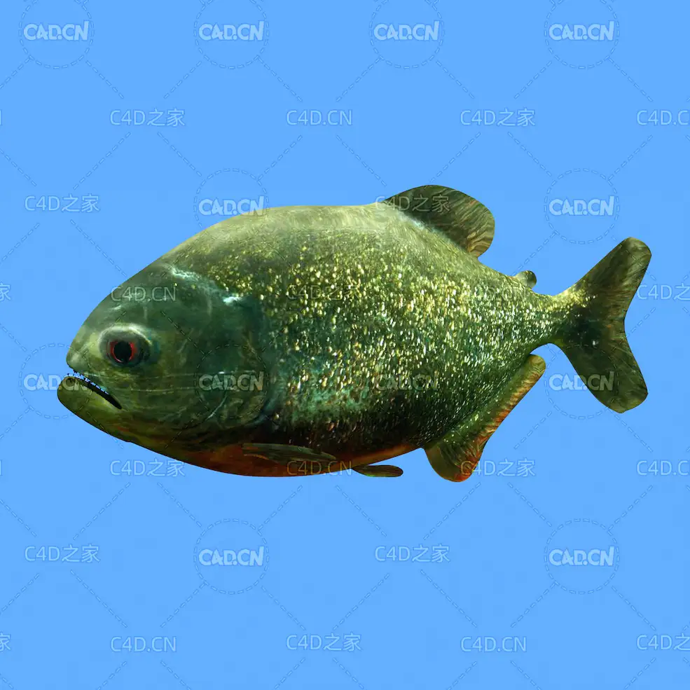 食人鱼C4D动画模型 piranha c4d model