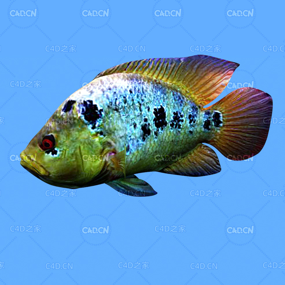 彩虹丽鱼科鱼C4D动画模型 rainbow cichlid c4d model