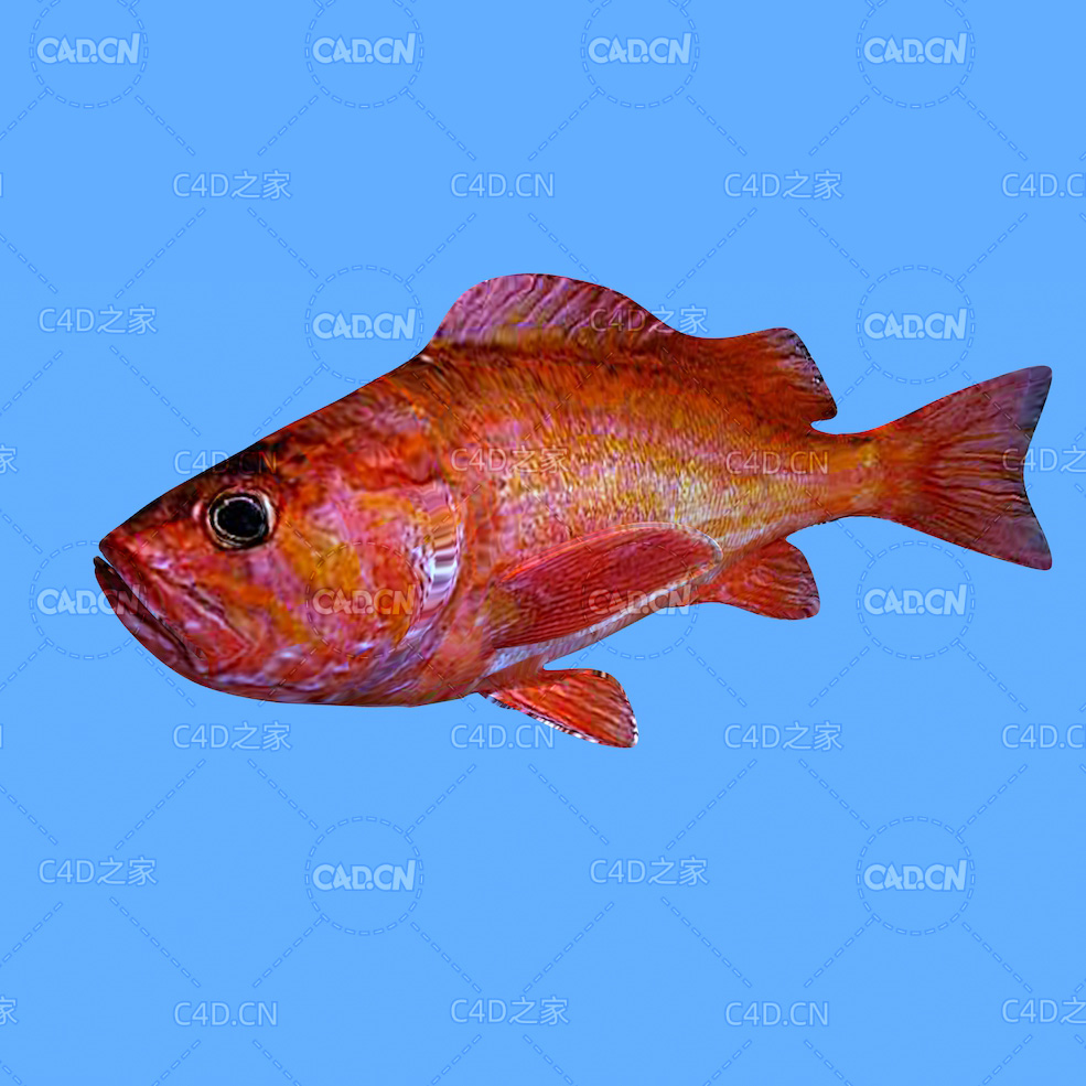 海洋鱼类红石鱼C4D动画模型 red rockfish c4d model - C4D之家 - 12.jpg