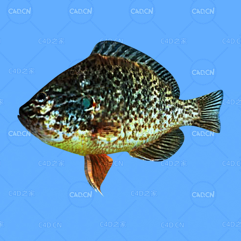 海洋鱼红耳翻车鱼C4D动画模型 redear sunfish c4d model - C4D之家 - 13.jpg