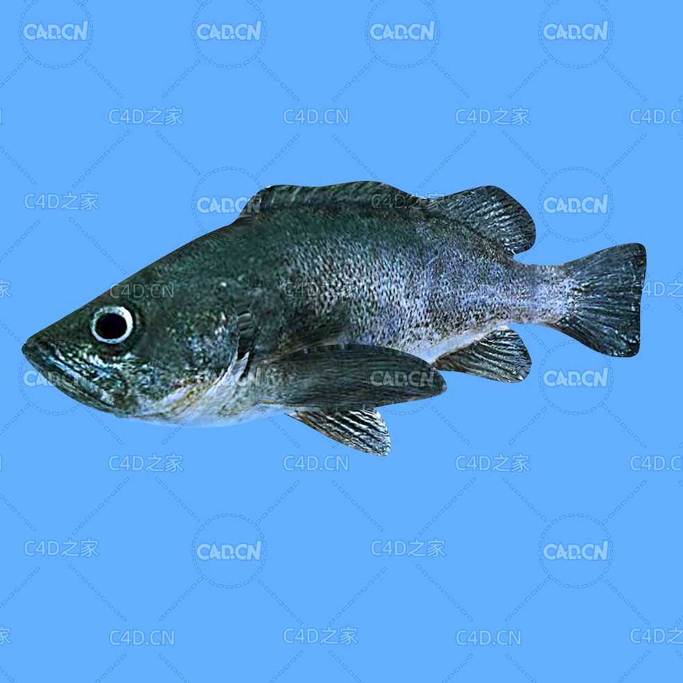 石鱼岩鱼C4D动画模型 rockfish c4d model