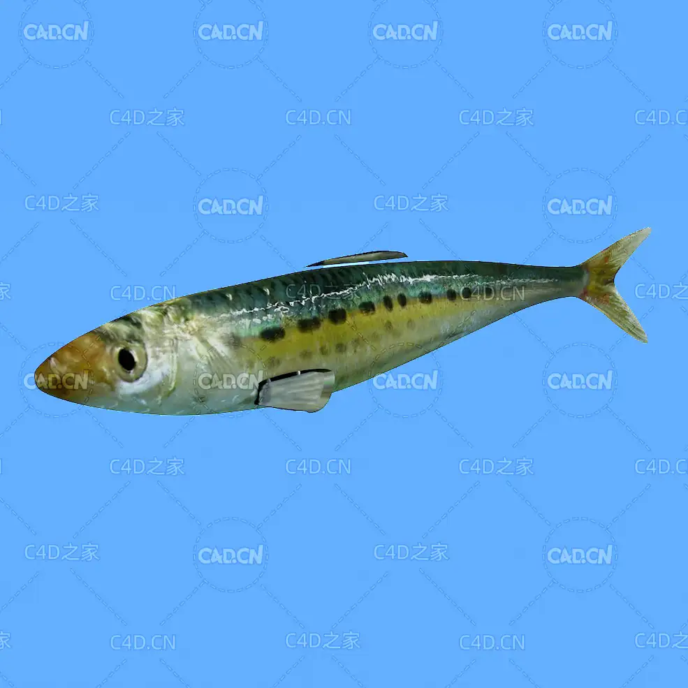 沙丁鱼C4D动画模型 sardine c4d model - C4D之家 - 15.jpg