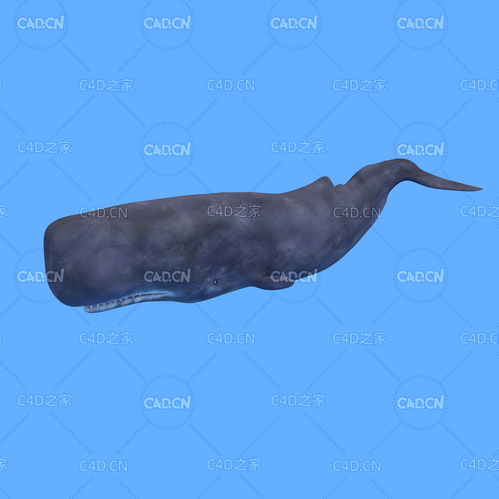抹香鲸C4D绑定动画模型 spermwhale c4d model - C4D之家 - 17.jpg