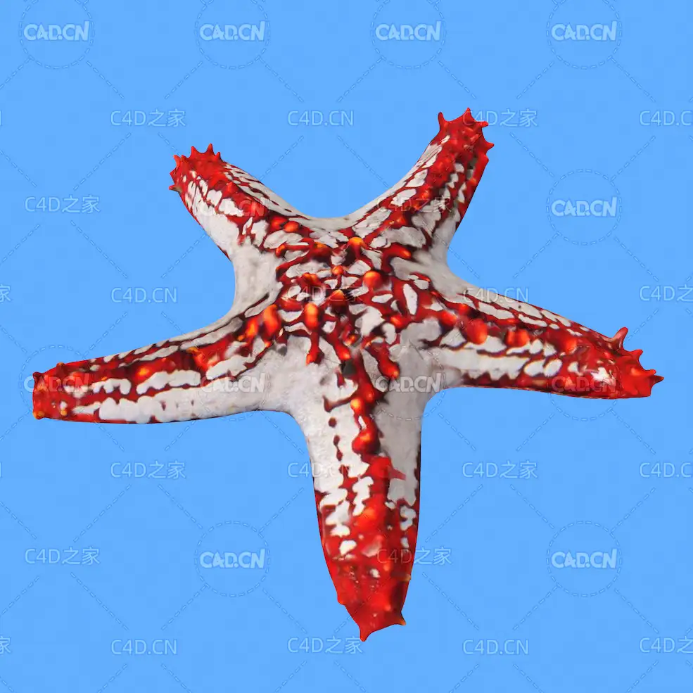 海星C4D绑定动画模型 starfish c4d model